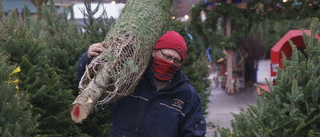 "Covidpanik" lyfter julgransbranschen