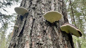 Läsarbilden: Häftig svampar på trädet