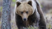 Länsstyrelsen bekräftar björnattack i Uppsala län i januari