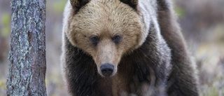 Länsstyrelsen bekräftar björnattack i Uppsala län i januari