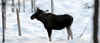 Folkilsken älg sparkade barn