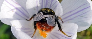 Värden i humlor och bins arbete