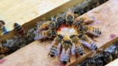 Dåligt honungsår för många odlare: "Det är jobbigt"