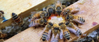 Dåligt honungsår för många odlare: "Det är jobbigt"