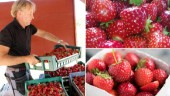 REKORDTIDIGT: Gotländska jordgubbar ute till försäljning • ”Kommer gå åt snabbt – ett väldigt sug”