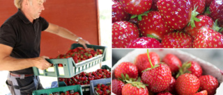 REKORDTIDIGT: Gotländska jordgubbar ute till försäljning • ”Kommer gå åt snabbt – ett väldigt sug”
