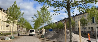 Nu grönskar de nya lindarna i Östra Promenaden