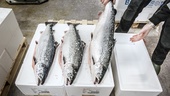Laxodlingen i Norge driver inte storfisket av strömming