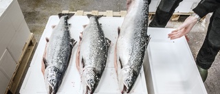 Laxodlingen i Norge driver inte storfisket av strömming