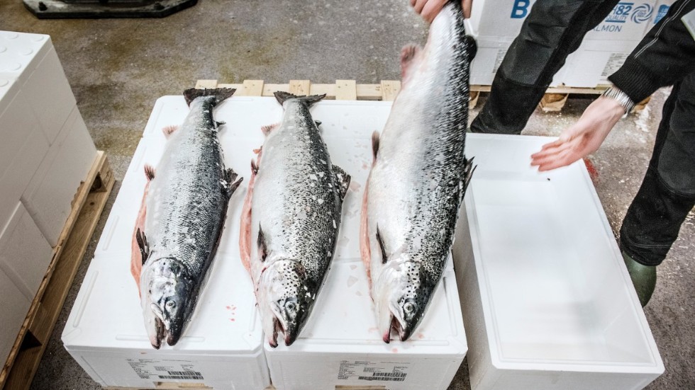 Det är felaktigt att påstå att norsk laxodling driver det storskaliga fisket som lett till att strömmingen nu är hotad i Östersjön, skriver debattören som svar på en tidigare insändare.