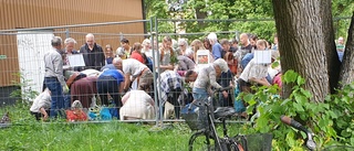 Huggsexa när Uppsala kommun skänkte bort tulpanlökar