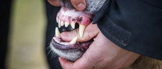 Hundar som biter – därför kan de fortsätta sprida skräck