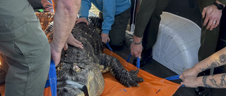 Blind alligator med ryggproblem hölls i pool