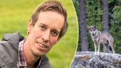 Nytt vargrevir i Sörmland upptäckt – ett par har slagit sig ner