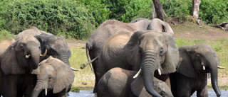 Hotet: Skicka 20 000 elefanter till Tyskland