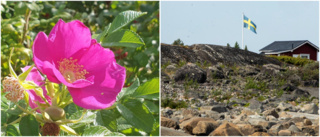 Här är blomman som ska hindras i Luleå skärgård: "Vacker, men .."