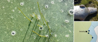 Mer algblomning vid kusten – giftiga alger i Skellefteå