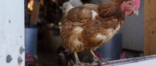 Mer fågelinfluensa upptäckt i Danmark