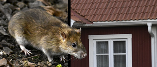 Husköpare upptäckte råttor – vill ha tillbaka 3,6 miljoner