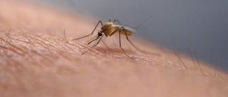 Dengue ökar i Europa – invasiv mygga sprids