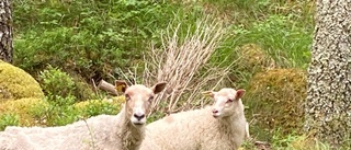 Lösspringande får och lamm förbryllar: "Gick inte att fånga"