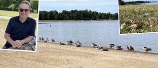 Gässen är tillbaka i Sundbyholm: "Fjädrar överallt"