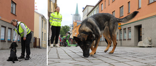 Tusentals liter vatten läcker ut under Ågatan – nu tas hundar in