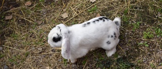 Kaniner som dumpas efter sommaren – det finns en lösning