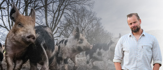 ”Afrikansk svinpest har upptäckts i Sverige”