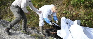 Två nya fall av svinpest – sju kadaver hittade