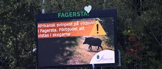 Sverige får europeisk hjälp mot svinpesten