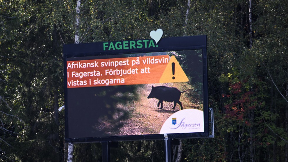Skylt uppsatt av Fagersta kommun med texten "Afrikansk svinpest på vildsvin i Fagersta. Förbjudet att visats i skogarna". Bild från september.