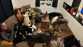 Polarhundarna frös – då tog de plats i Sannas vardagsrum