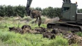Hästkadaver grävs upp utanför danskt stuteri