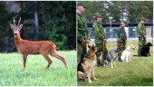 Råbock distraherar militärhundarna – nu får den skjutas