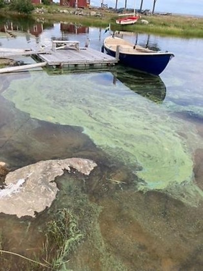 Misstänkt algblomning har observerats vid Finnhällan. Rapporten kom in till länsstyrelsen den 27 juli.
