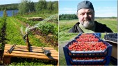 Uselt jordgubbsår för några av länets odlare