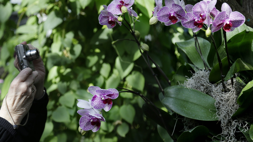 Orkidéer hör till de växtarter som är hotas av utplåning. Arkivbild.
