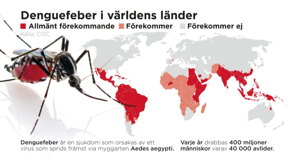 Denguefeber är en sjukdom som orsakas av ett virus som sprids främst via myggarten Aedes aegypti.