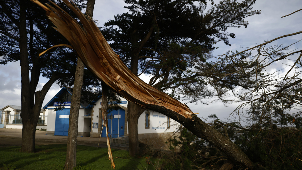 Ett fallet träd i Le Pornic i Bretagne i västra Frankrike.