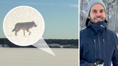 Här syns vargen i Uppsala: "Häftig naturupplevelse"