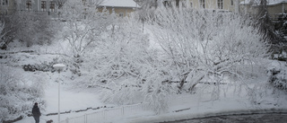 Nyköpings Narnia – vinterlandet kan bli ett minne blott