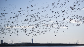 Flyttfåglar riskerar sprida smitta