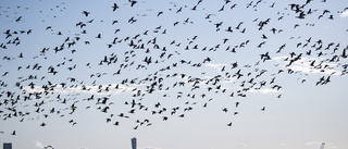 Flyttfåglar riskerar sprida smitta