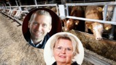 Politiker lovade mer närproducerad skolmat – så blev det ✓Fler lokala leverantörer ✓Mer svenskt kött