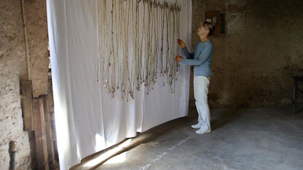 Vallmo höll på att ta över i trädgården. I rummet med miljö som tema har Karin Tiberg hängt upp sina torkade vallmoplantor, som ett exempel på växter som är invasiva.