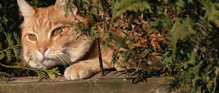 Efter älgvandringen: En helg med katten Luffar-Lasse