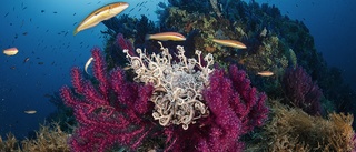 Korallreven är fulla av plast