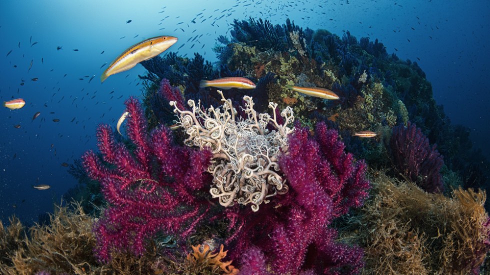 Bilden visar ett korallrev i Medelhavet. Enligt en ny studie var 92 procent av de rev i Atlanten, Indiska oceanen och Stilla havet som undersöktes kontaminerade med plast. Arkivbild.