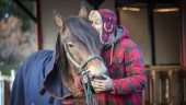 Hästen Johansson räddad efter dramatisk insats – ägaren Pärry: "Han är min bästa kompis"